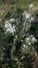 Chiliotrichum diffusum