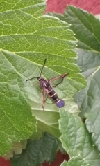 Synanthedon tipuliformis