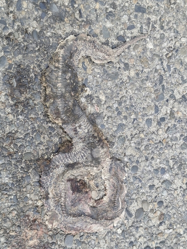 Chinese Mountain Pit Viper