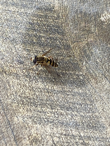 Unknown species found near S Christopher Columbus Blvd, Philadelphia, PA, US
