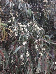 Eucalyptus willisii