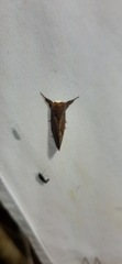 Hemiceratinae