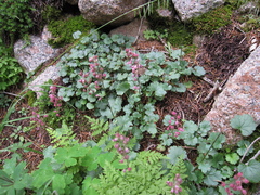 Heuchera pulchella