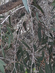 Eucalyptus willisii