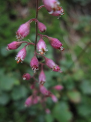 Heuchera pulchella
