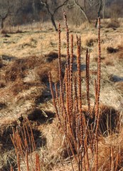 Veronicastrum virginicum