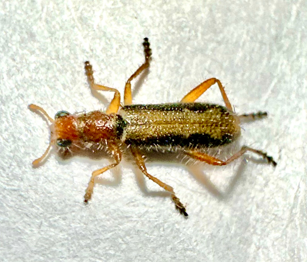 Lemidia variicollis