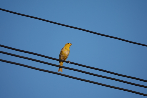 Saffron Finch