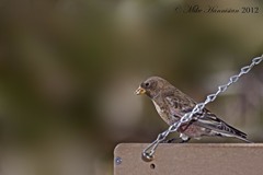 Leucosticte australis