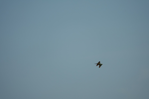Red-bellied Macaw