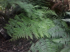 Calochlaena dubia