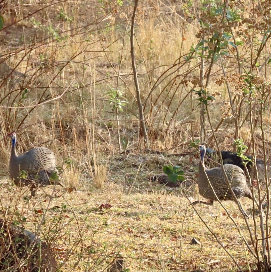 Helmeted Guineafowl