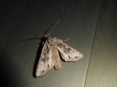 Ichneutica averilla