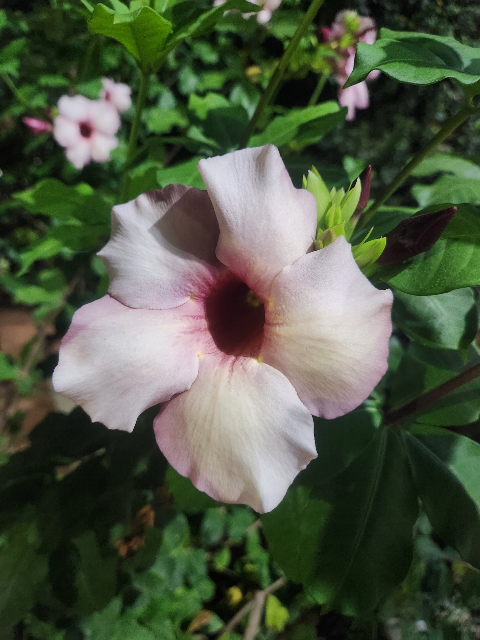 Allamanda blanchetii