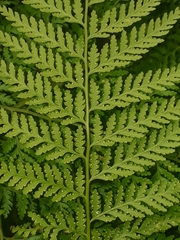 Calochlaena dubia