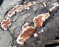 Serpulaceae