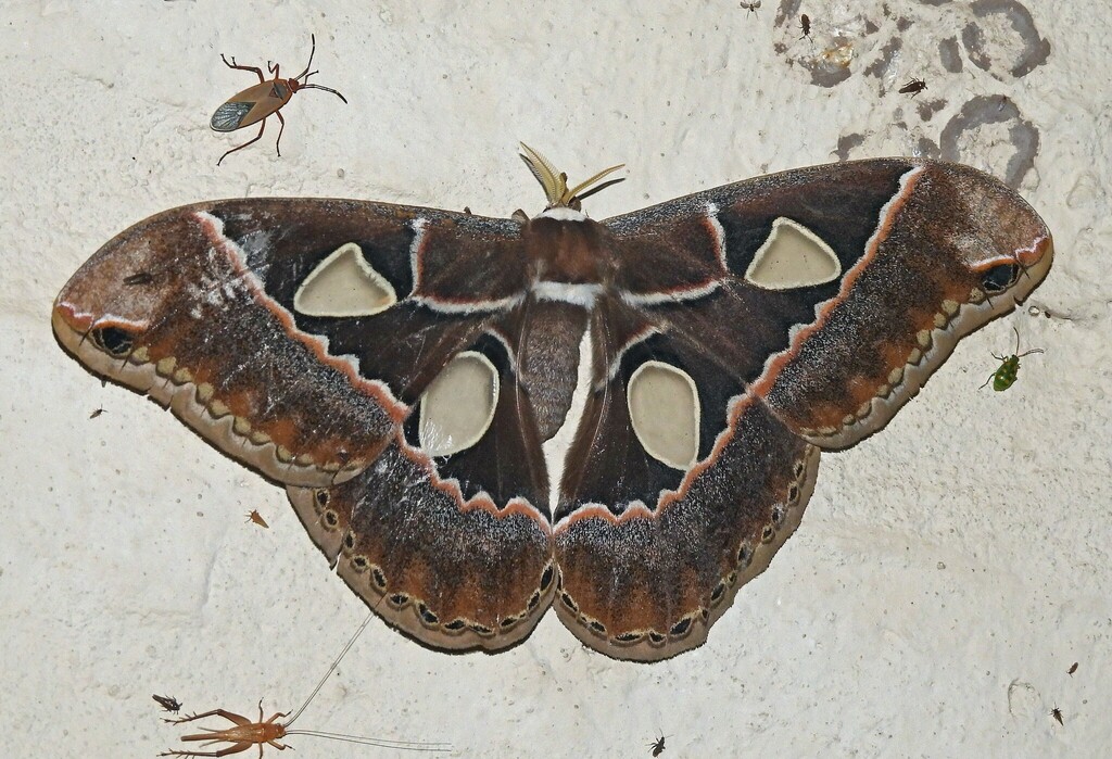 Rothschildia maurus