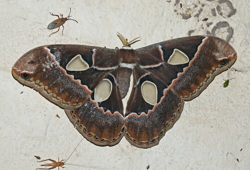 Rothschildia maurus