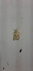 Aphyle margaritaceus