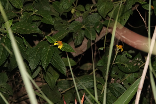 Tilesia baccata