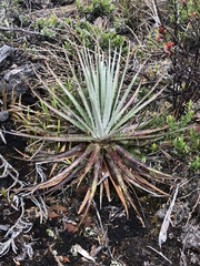 Puya dasylirioides