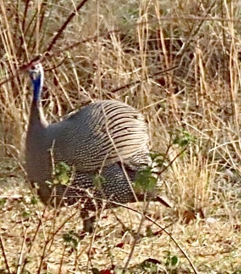 Helmeted Guineafowl