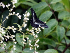 Catasticta nimbice
