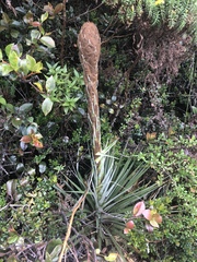 Puya dasylirioides