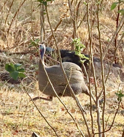Helmeted Guineafowl