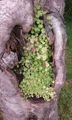 Hydrocotyle heteromeria