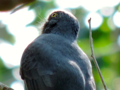 Trogon citreolus