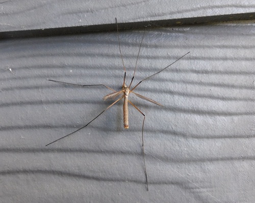 Unknown species found near Forest Grove, OR 97116, USA