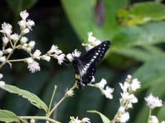Catasticta nimbice