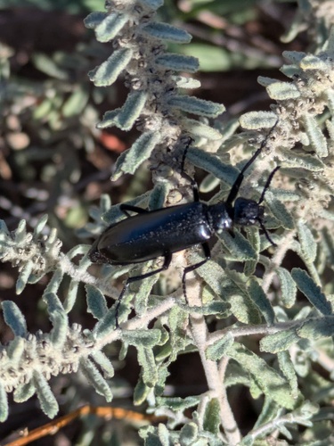 Linsleya suavissima