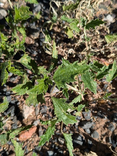 scurfy mallow (Malvella lepidota)