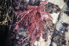 Neoptilota densa