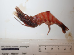 Eualus belcheri