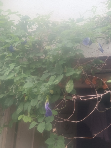 Blue Pea