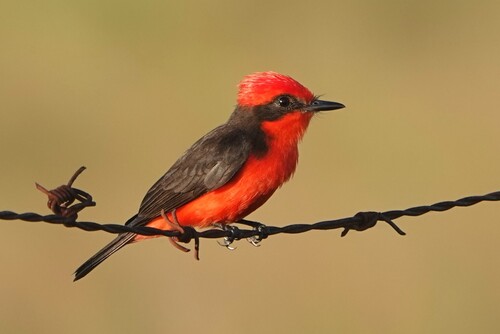 Vermilion Flycatcher