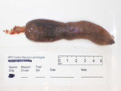 Priapulus caudatus