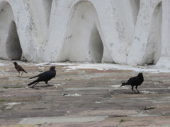 Corvus macrorhynchos