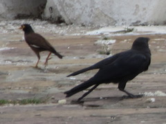 Corvus macrorhynchos