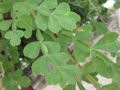 Rutaceae