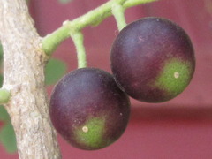 Rutaceae
