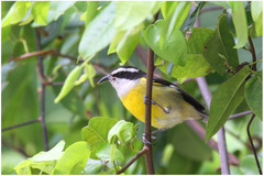 Coereba flaveola caboti