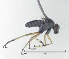 Helichochaetus discifer