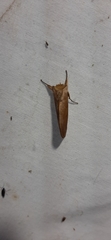 Hemiceratinae