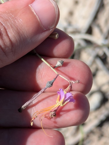Texas Ringstem (Anulocaulis reflexus)