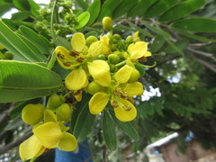 Senna surattensis