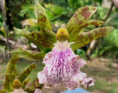 Zygopetalum maculatum, 2025-10-22